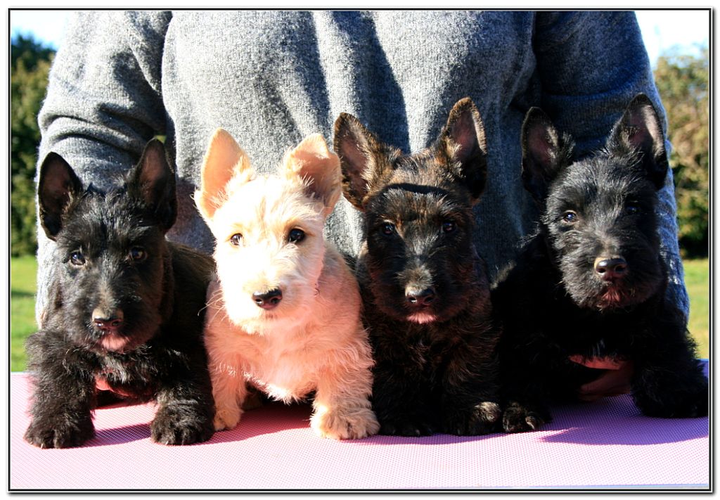 du Clan des Petits Colonels - Scottish Terrier - Portée née le 01/01/2022