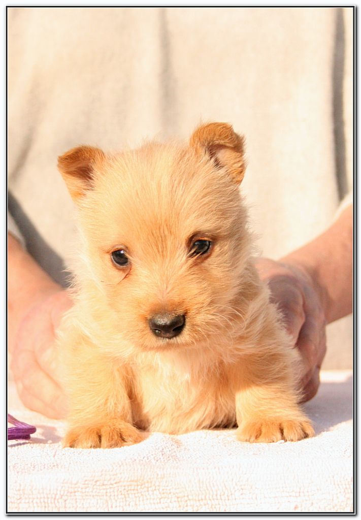 du Clan des Petits Colonels - Chiot disponible  - Scottish Terrier