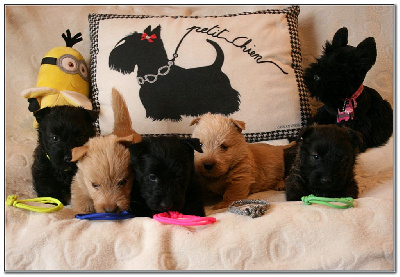 du Clan des Petits Colonels - Scottish Terrier - Portée née le 29/01/2024