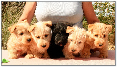du Clan des Petits Colonels - Scottish Terrier - Portée née le 08/07/2023