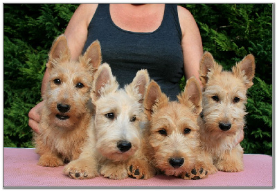 du Clan des Petits Colonels - Scottish Terrier - Portée née le 27/05/2022