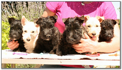 du Clan des Petits Colonels - Scottish Terrier - Portée née le 08/05/2023