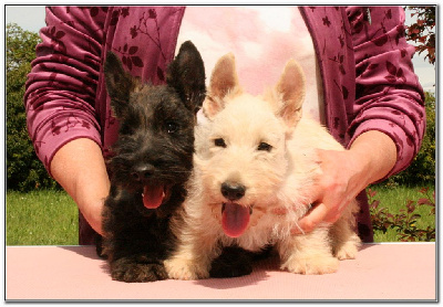 du Clan des Petits Colonels - Scottish Terrier - Portée née le 19/02/2023