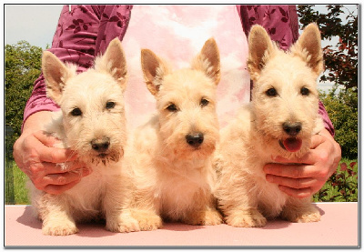 du Clan des Petits Colonels - Scottish Terrier - Portée née le 04/02/2023