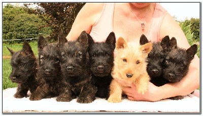 du Clan des Petits Colonels - Scottish Terrier - Portée née le 08/02/2024
