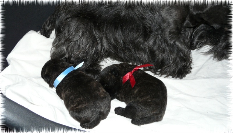 du Clan des Petits Colonels - Scottish Terrier - Portée née le 02/08/2011