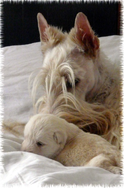 du Clan des Petits Colonels - Scottish Terrier - Portée née le 17/10/2009