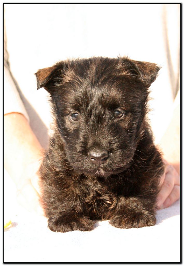 du Clan des Petits Colonels - Chiot disponible  - Scottish Terrier
