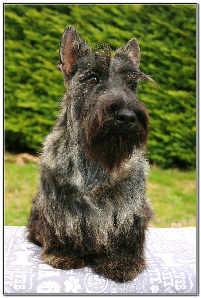 du Clan des Petits Colonels - Chiot disponible  - Scottish Terrier