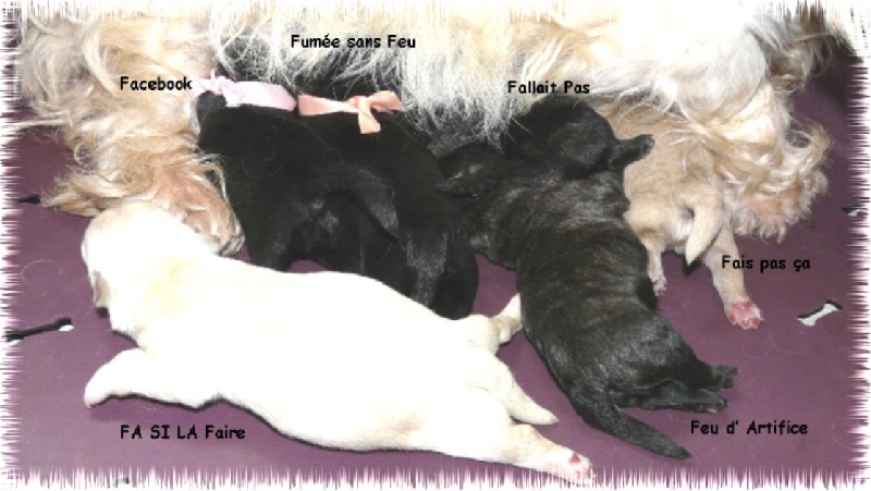 du Clan des Petits Colonels - Scottish Terrier - Portée née le 21/11/2010