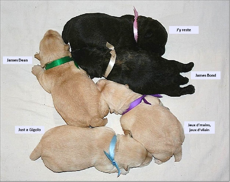 du Clan des Petits Colonels - Scottish Terrier - Portée née le 30/01/2014