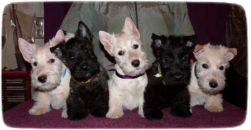 du Clan des Petits Colonels - Scottish Terrier - Portée née le 16/12/2012