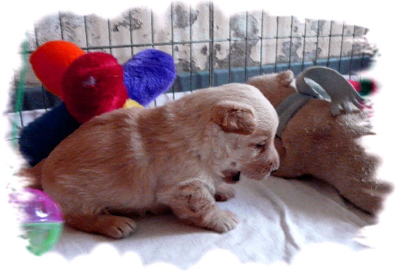 du Clan des Petits Colonels - Scottish Terrier - Portée née le 15/03/2013