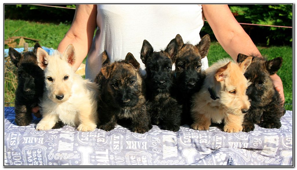 chiot Scottish Terrier du Clan des Petits Colonels