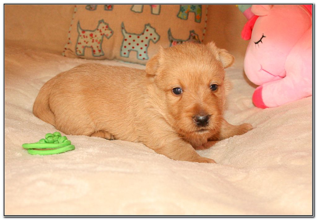 du Clan des Petits Colonels - Chiot disponible  - Scottish Terrier