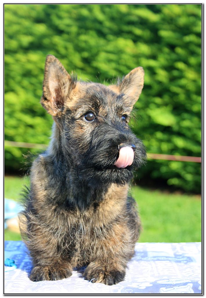 du Clan des Petits Colonels - Chiot disponible  - Scottish Terrier