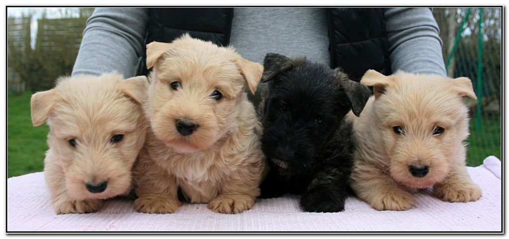 du Clan des Petits Colonels - Scottish Terrier - Portée née le 27/01/2020
