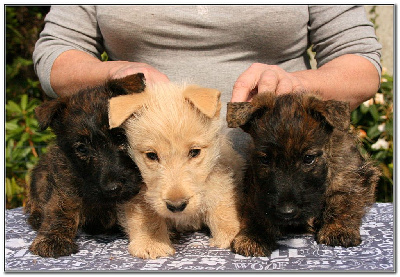 du Clan des Petits Colonels - Scottish Terrier - Portée née le 18/04/2024