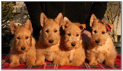 du Clan des Petits Colonels - Scottish Terrier - Portée née le 23/10/2024