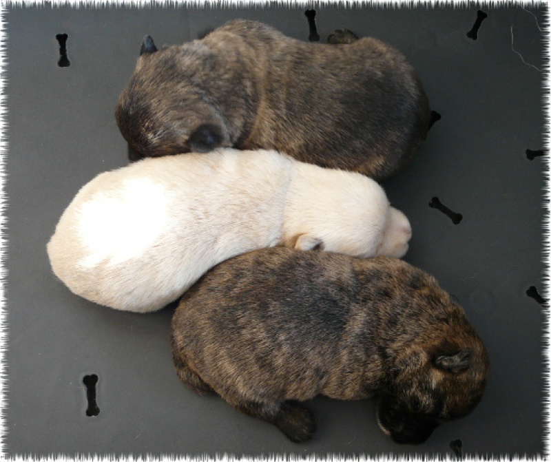 du Clan des Petits Colonels - Scottish Terrier - Portée née le 23/11/2010