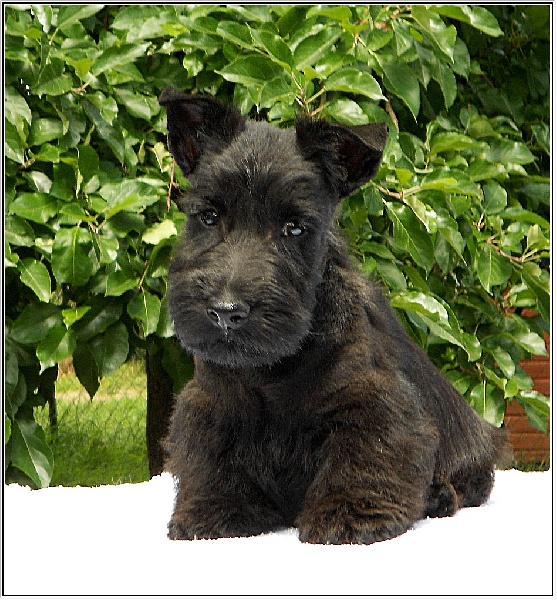 du Clan des Petits Colonels - Scottish Terrier - Portée née le 24/04/2012