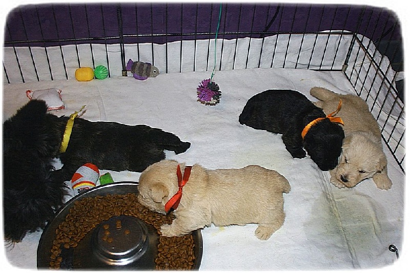 du Clan des Petits Colonels - Scottish Terrier - Portée née le 09/04/2015