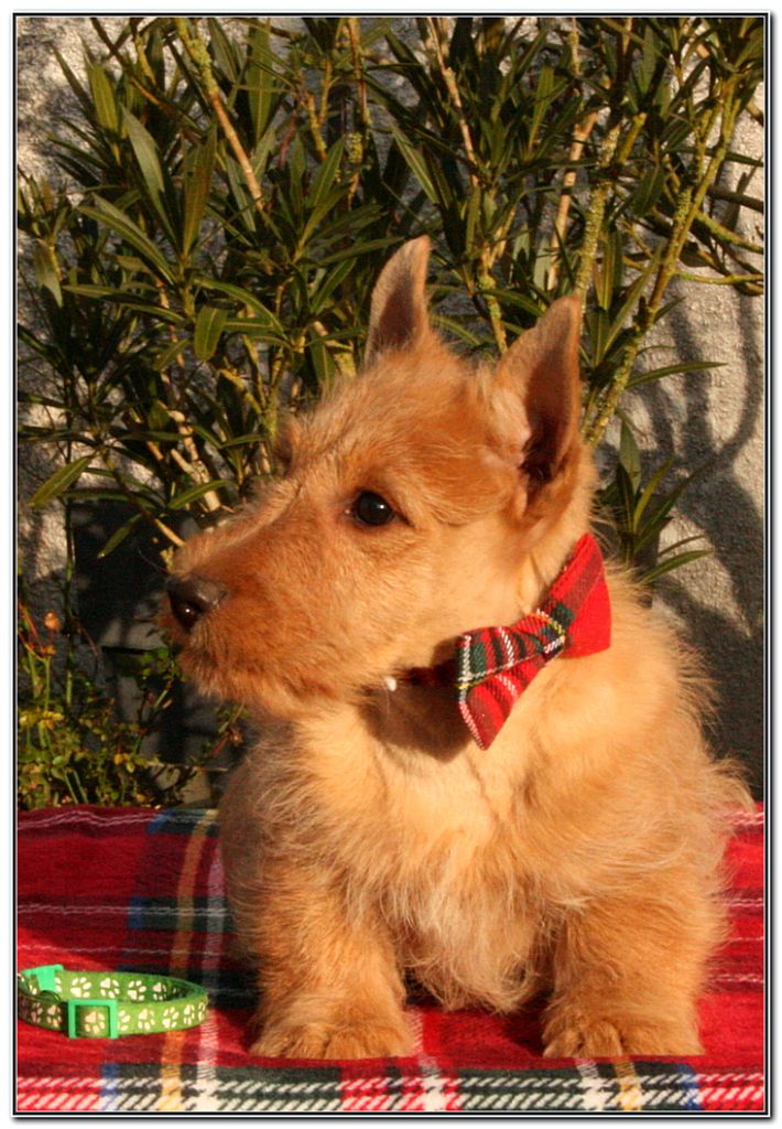 du Clan des Petits Colonels - Chiot disponible  - Scottish Terrier