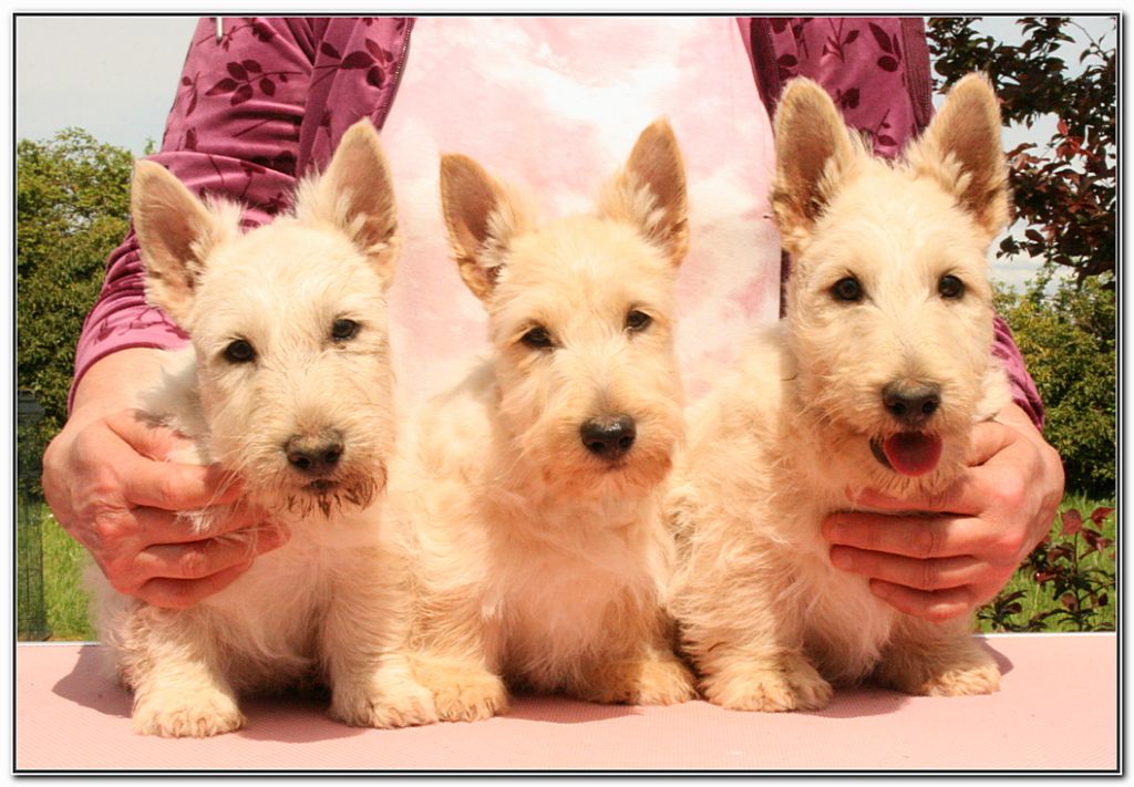 chiot Scottish Terrier du Clan des Petits Colonels