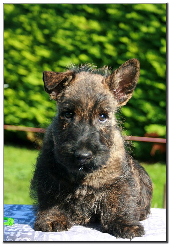 du Clan des Petits Colonels - Chiot disponible  - Scottish Terrier