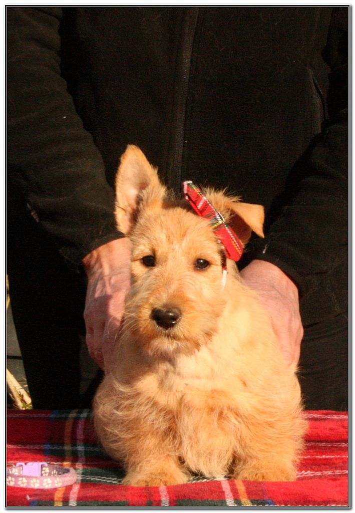 du Clan des Petits Colonels - Chiot disponible  - Scottish Terrier