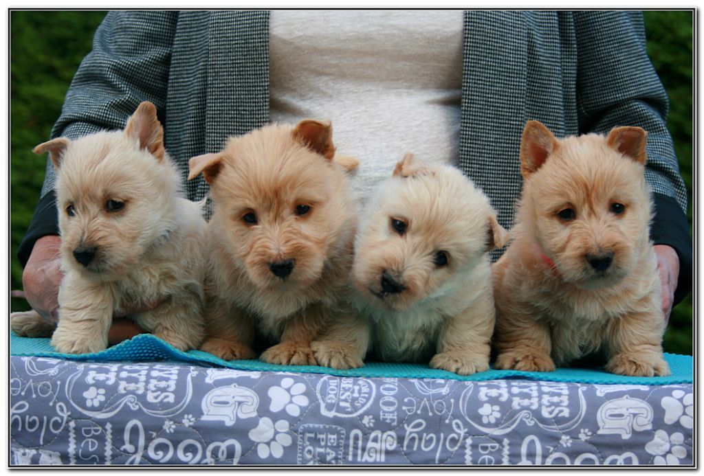 chiot Scottish Terrier du Clan des Petits Colonels