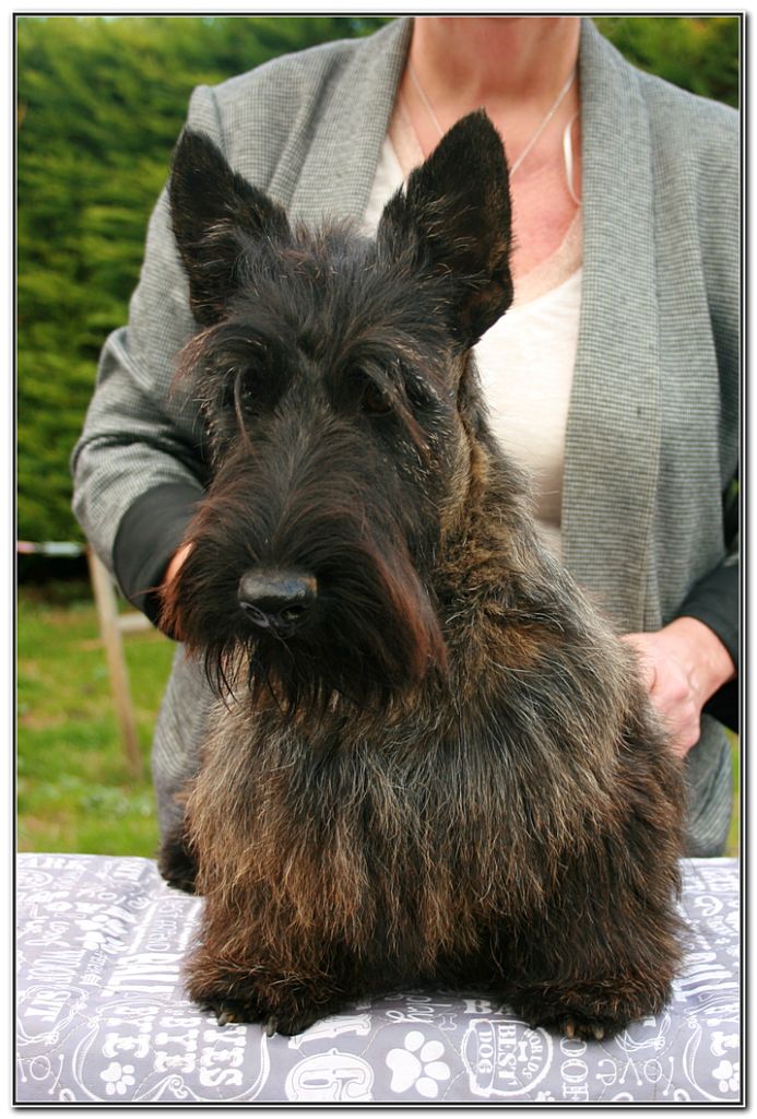 du Clan des Petits Colonels - Chiot disponible  - Scottish Terrier