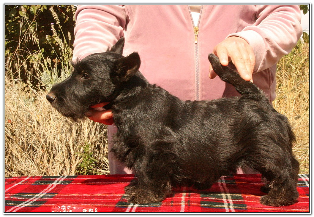 Arwen du Clan des Petits Colonels