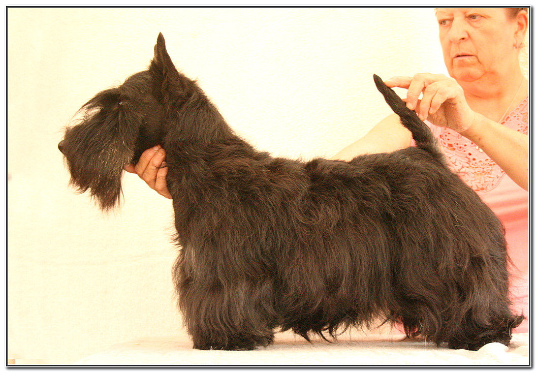 Arwen du Clan des Petits Colonels