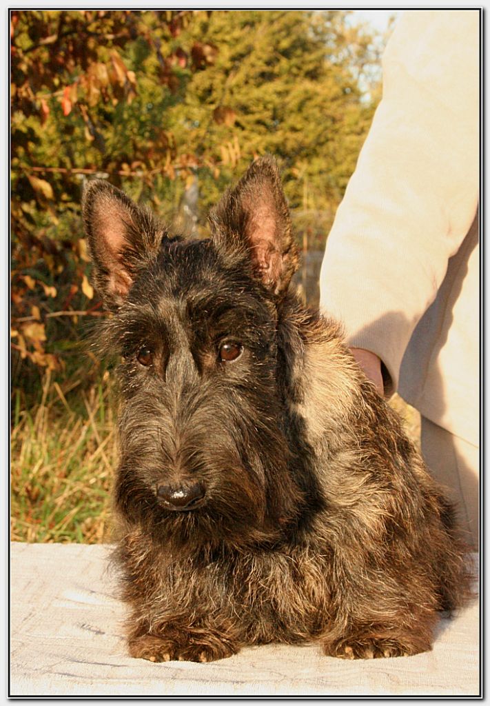 du Clan des Petits Colonels - Chiots disponibles - Scottish Terrier