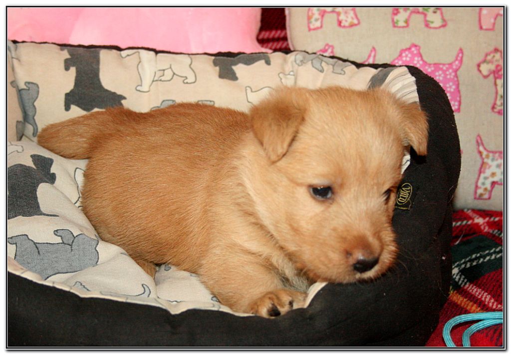 du Clan des Petits Colonels - Chiots disponibles - Scottish Terrier