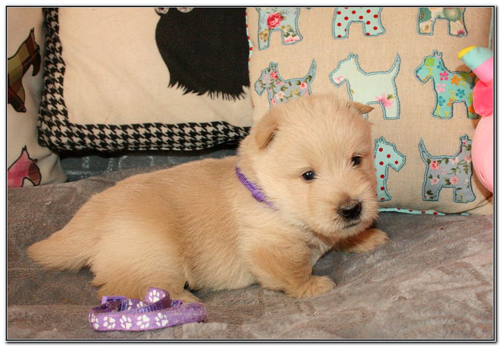 du Clan des Petits Colonels - Chiots disponibles - Scottish Terrier