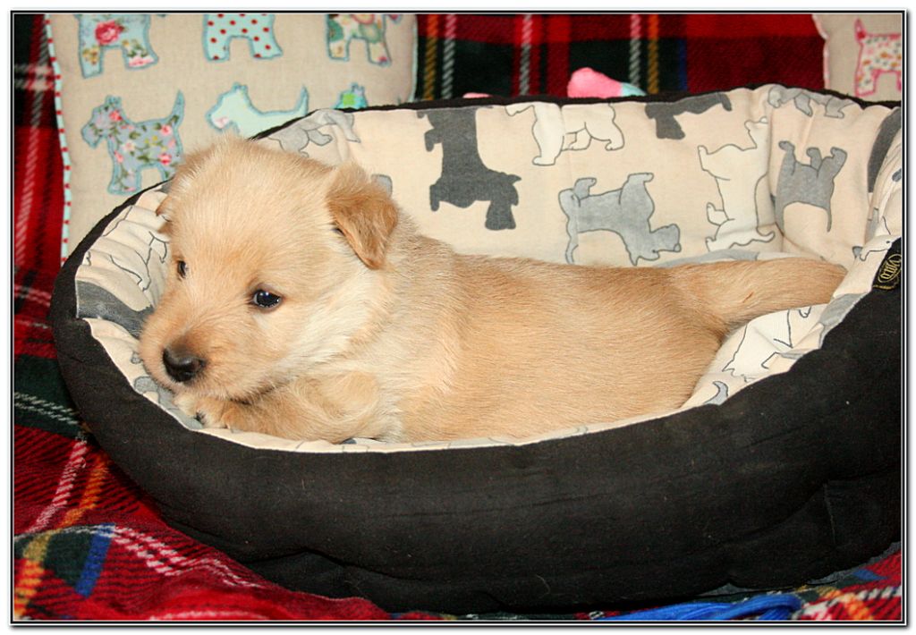 du Clan des Petits Colonels - Chiots disponibles - Scottish Terrier