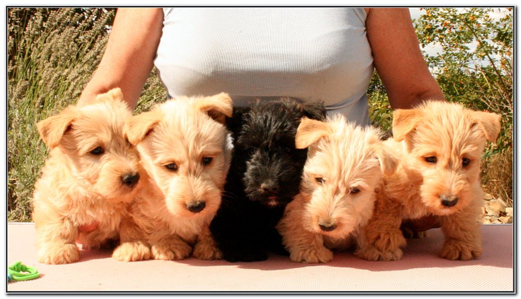 Chiot Scottish Terrier du Clan des Petits Colonels