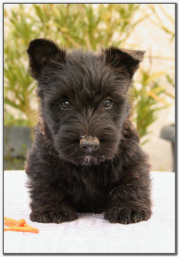 du Clan des Petits Colonels - Chiots disponibles - Scottish Terrier
