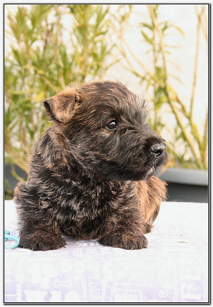 du Clan des Petits Colonels - Chiots disponibles - Scottish Terrier