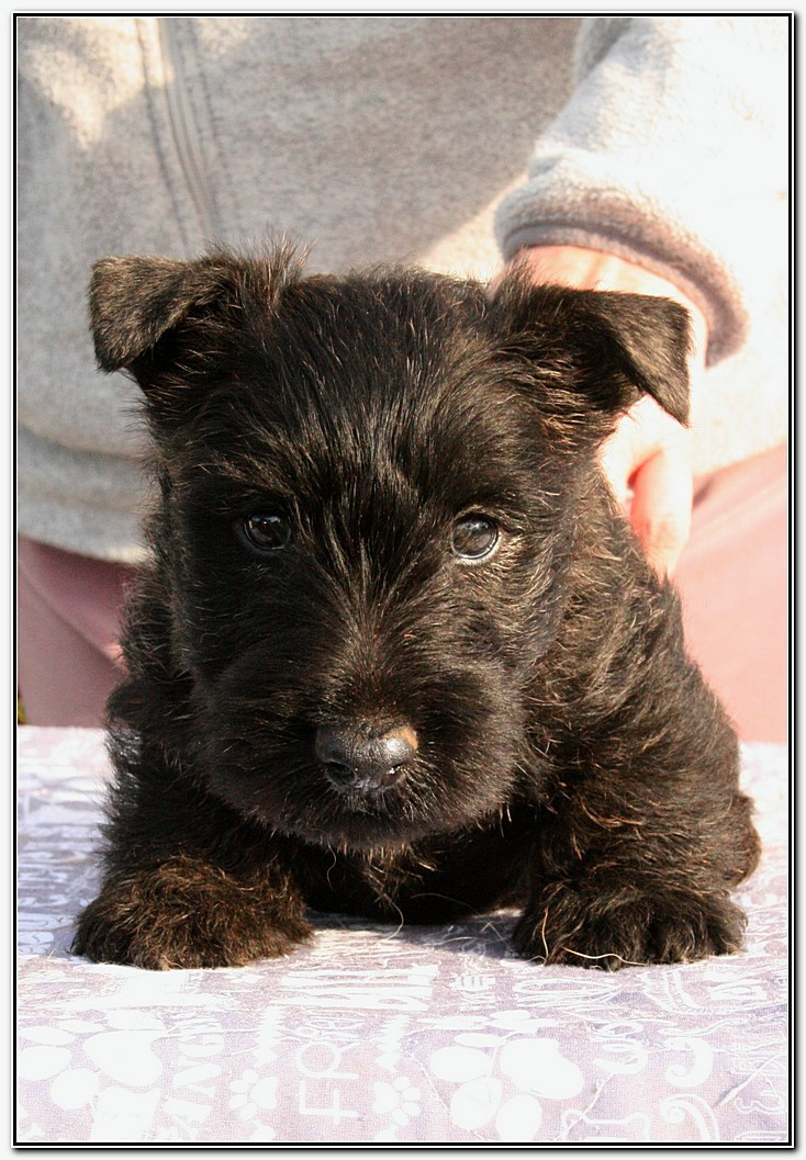 du Clan des Petits Colonels - Chiots disponibles - Scottish Terrier