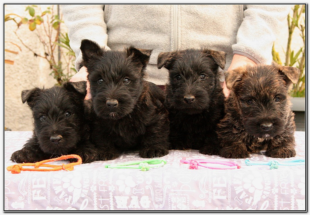 du Clan des Petits Colonels - Scottish Terrier - Portée née le 04/12/2025