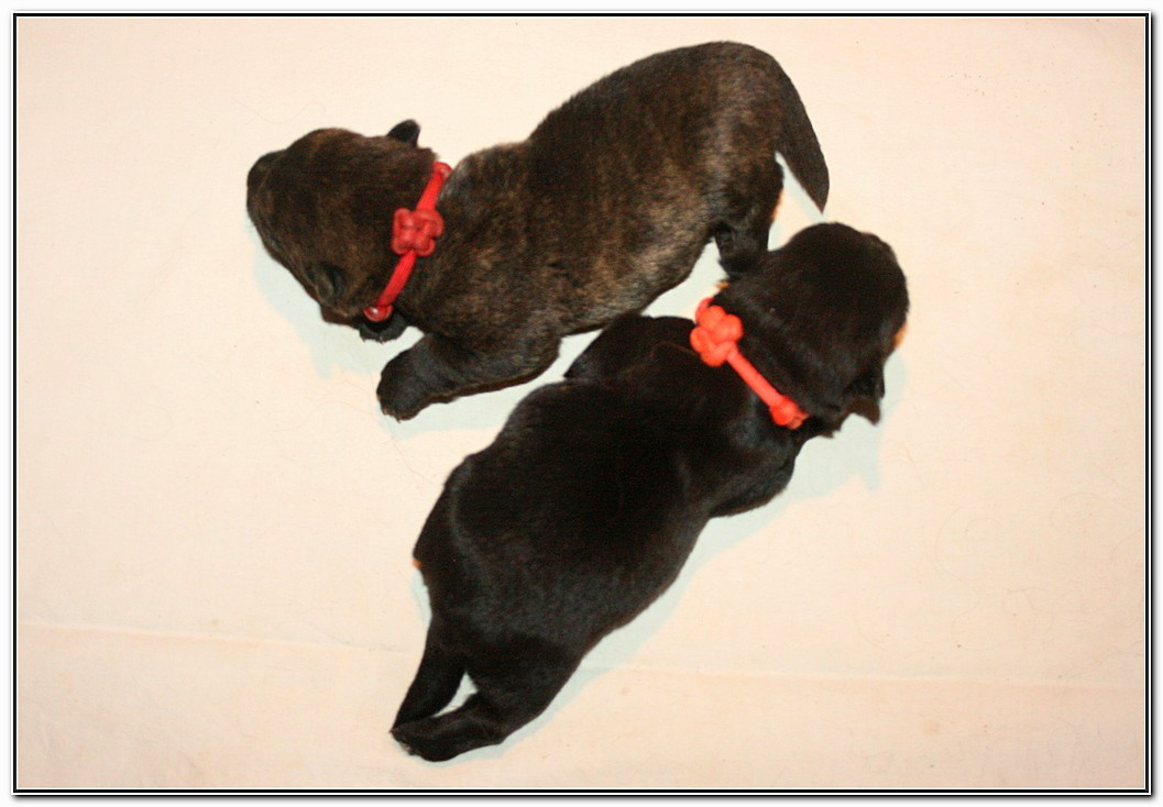 du Clan des Petits Colonels - Chiots disponibles - Scottish Terrier