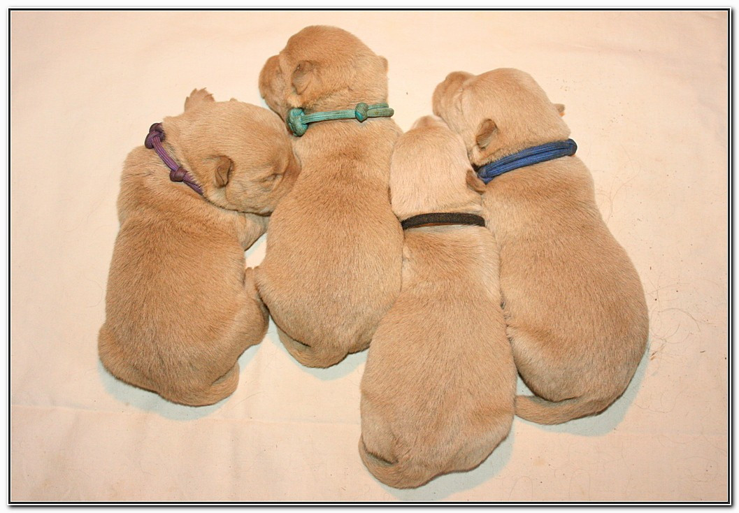 du Clan des Petits Colonels - Chiots disponibles - Scottish Terrier