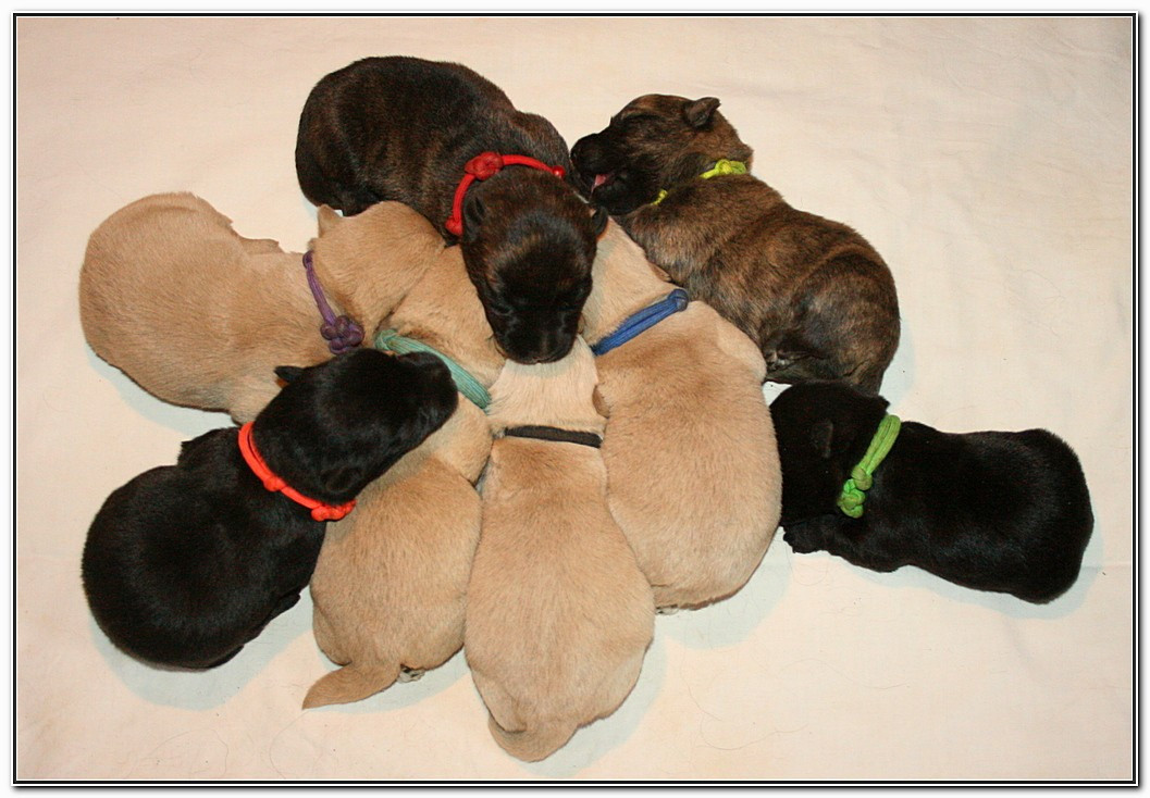 du Clan des Petits Colonels - Scottish Terrier - Portée née le 16/01/2026