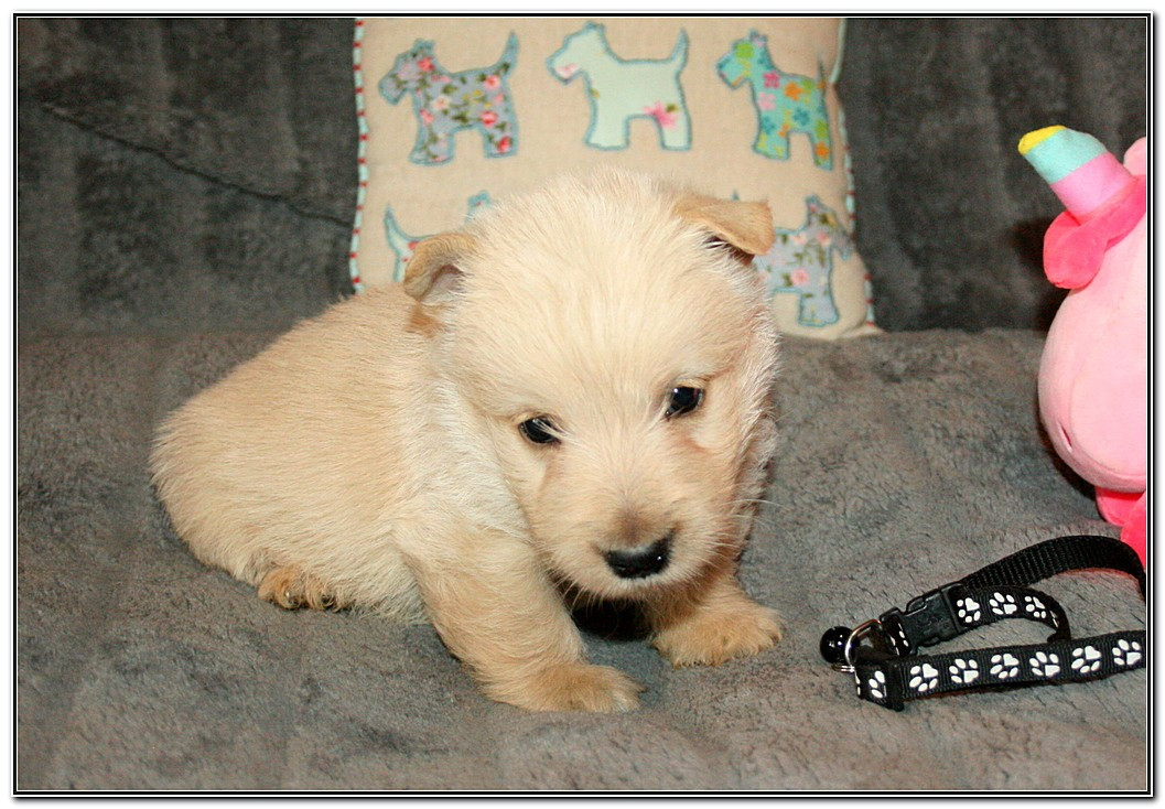 du Clan des Petits Colonels - Chiots disponibles - Scottish Terrier