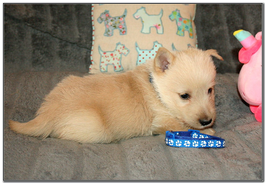 du Clan des Petits Colonels - Chiots disponibles - Scottish Terrier