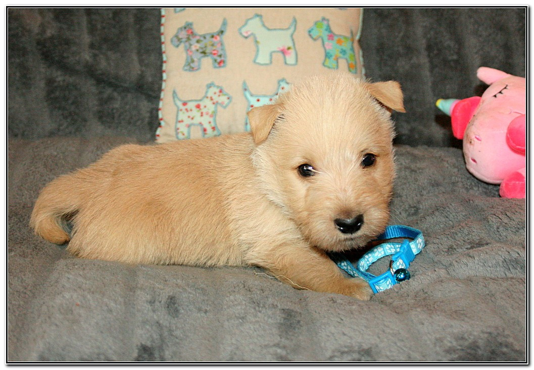 du Clan des Petits Colonels - Chiots disponibles - Scottish Terrier