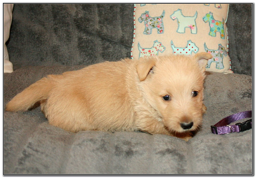 du Clan des Petits Colonels - Chiots disponibles - Scottish Terrier